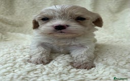 Cavachon dogs for sale: Beautiful Cavashon puppies  - Image 8