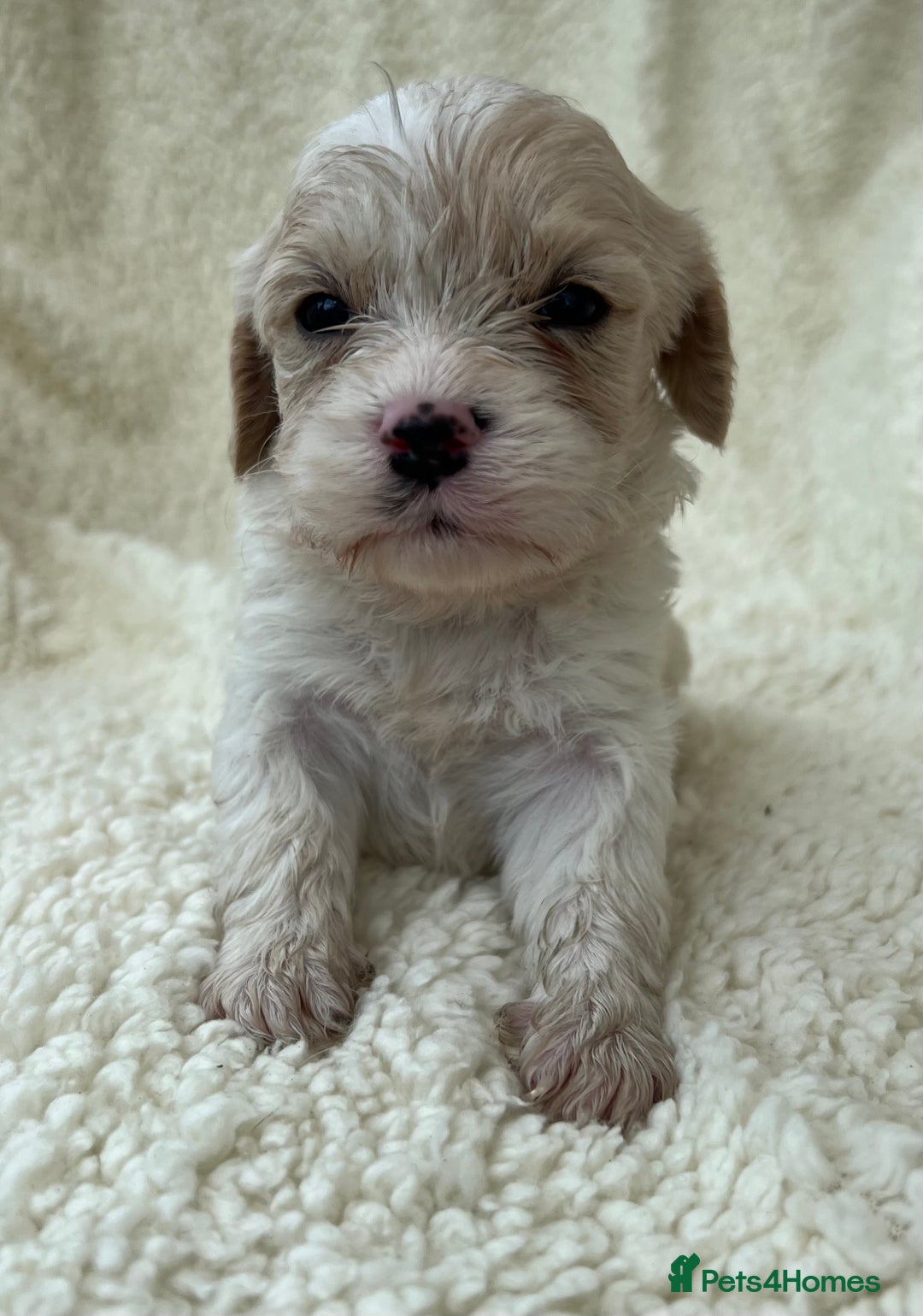 Cavachon dogs for sale: Beautiful Cavashon puppies  - Image 8