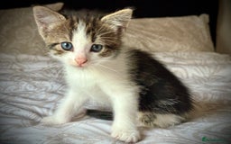 Mixed Breed cats for sale: 3 beautiful kittens available - Image 6