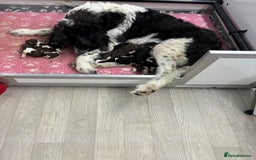 Bernedoodle dogs for sale: F1b St Berdoodle pups expected 15/9 - Image 18