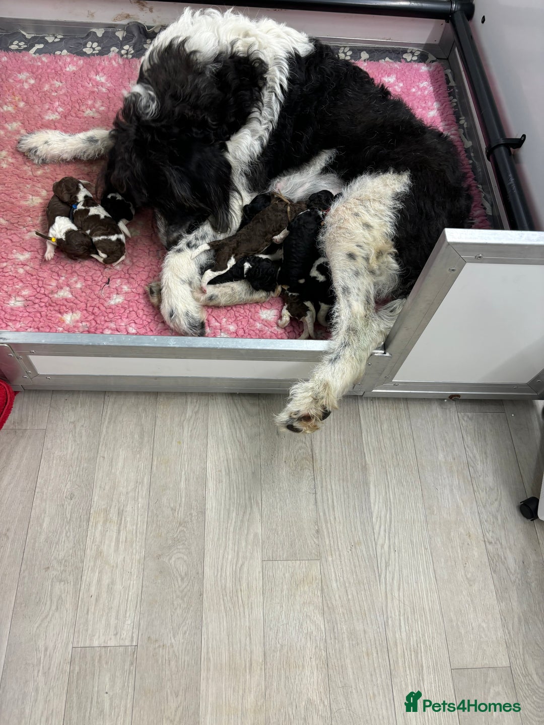 Bernedoodle dogs for sale: F1b St Berdoodle pups expected 15/9 - Image 18