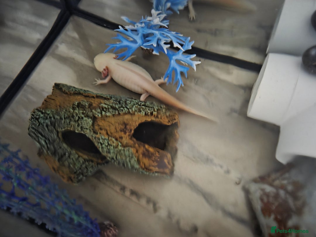 Axolotl reptiles for sale: Axolotyl and setup for sale - Advert 5