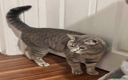 British Shorthair cats for stud: Silver Tabby British shorthair Stud–Healthy&Proven - Advert 4