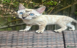 Bengal cats for sale: Bengal kitten (Tica Registered) - Image 5