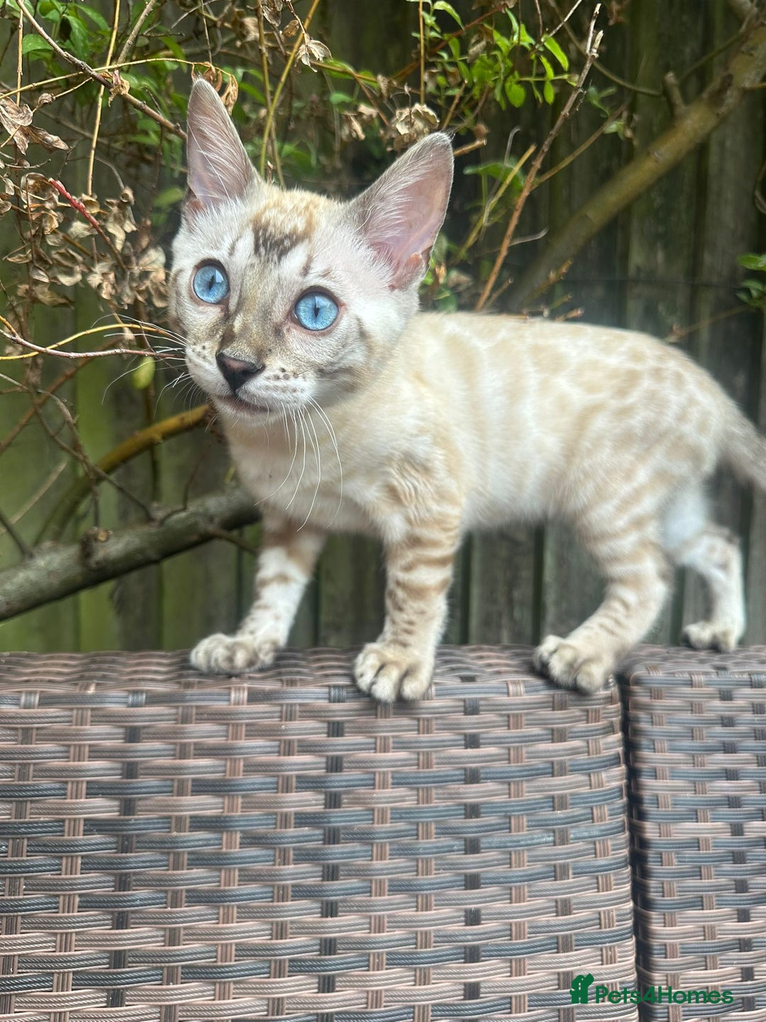 Bengal cats for sale: Bengal kitten (Tica Registered) - Image 5