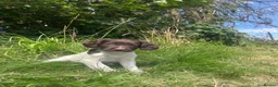 English Springer Spaniel dogs for sale: Gorgeous English Springer Spaniels  - Advert 7