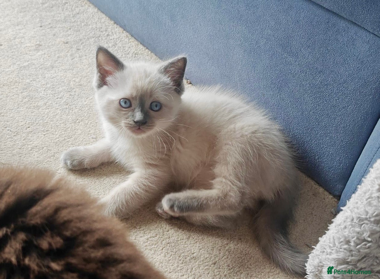 Siamese cats READY NEXT WEEK TWO SIAMESE GIRLS - Advert 15