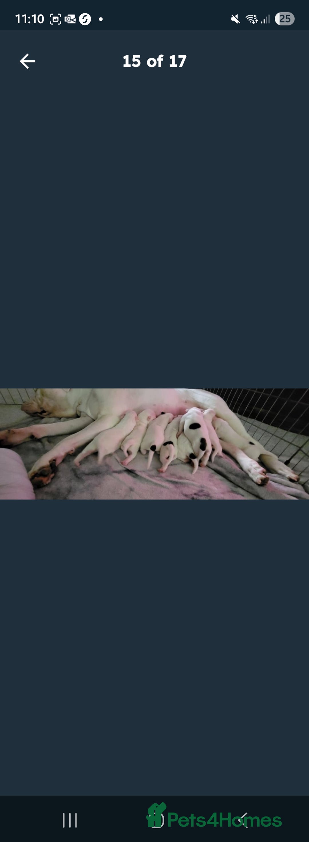 American Bulldog dogs for sale: American bulldog - Image 11
