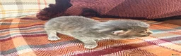 Mixed Breed cats for sale: Beautiful British Shorthaired Cross Kittens - Advert 14