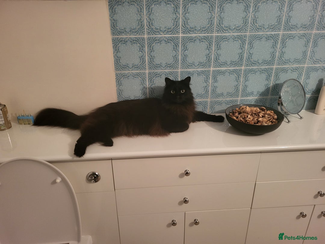 Ragcoon cats for sale: Racoon for Sale - Image 5