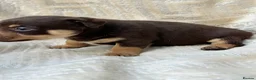 Mixed Breed dogs for sale: Stunning Jack Russell Pupps Merle, Chocolate & Red - Advert 11