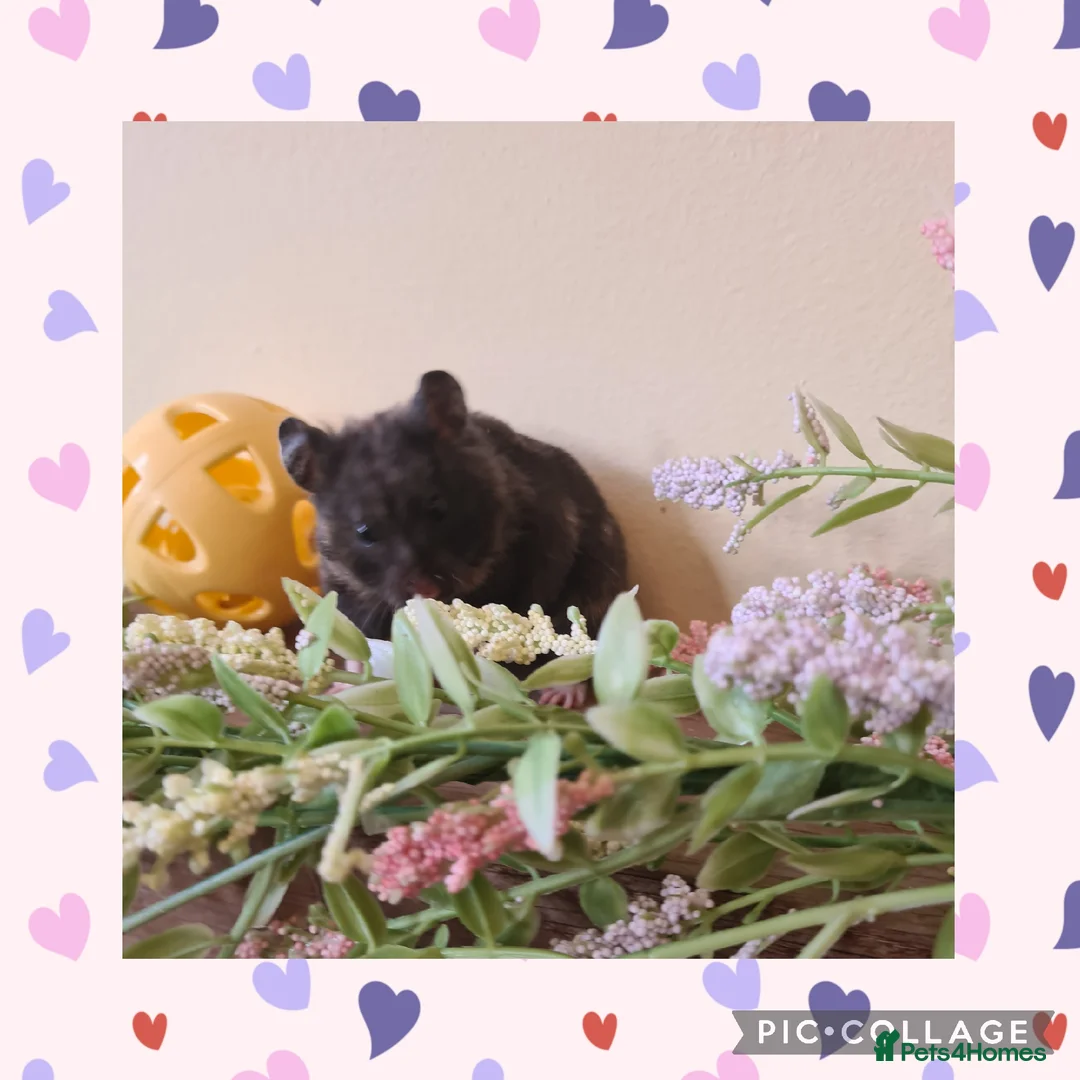 Hamster rodents for sale: ***Stunning Loving Natured Baby Hamsters ***  - Advert 3