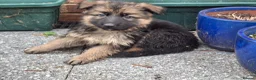 German Shepherd dogs for sale: KC reg Health Tested Gsd in Tonbridge - Advert 7