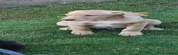 Labrador Retriever dogs for sale: Quality working lab pups - Advert 2
