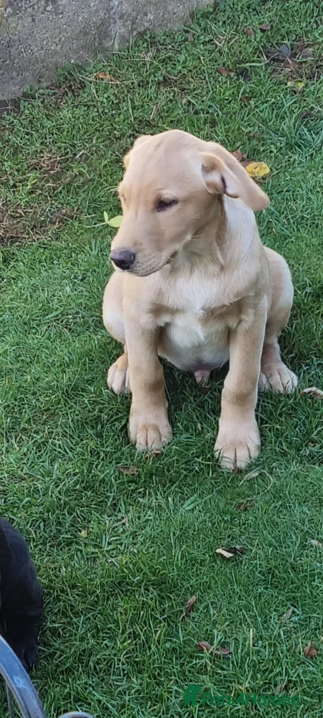 Labrador Retriever dogs for sale: Quality working lab pups - Advert 2