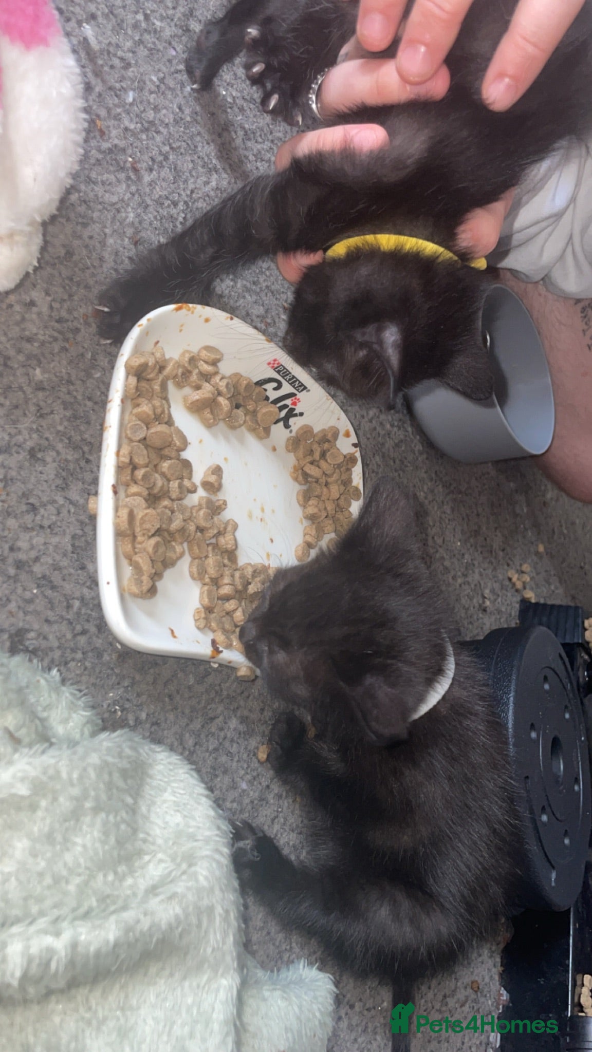 Domestic Shorthair cats ✨TWO BLACK KITTENS✨ - Advert 2