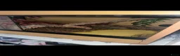Corn Snake reptiles for sale: Beautiful Caramel Corn Snake & Full 3ft Setup - Advert 3