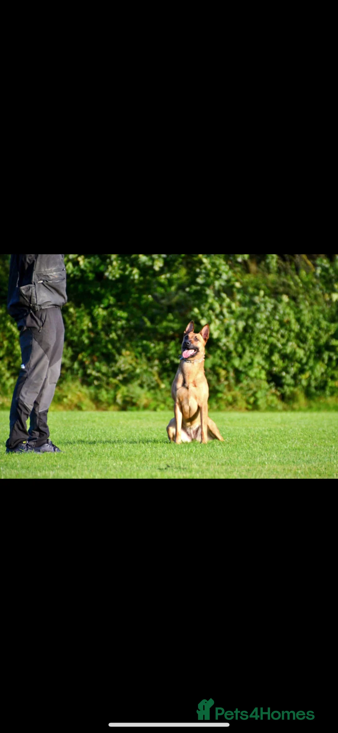 Mixed Breed dogs for sale: Belgian Malinois x czech shepherd  in Durham - Advert 1