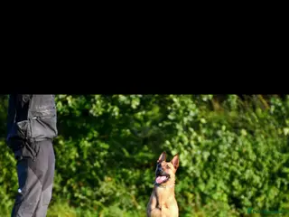 Mixed Breed dogs Belgian Malinois x czech shepherd - Advert 1