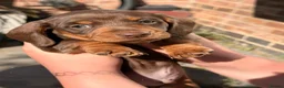 Dachshund dogs for sale: miniature dachshund boy chocolate and tan  - Advert 2