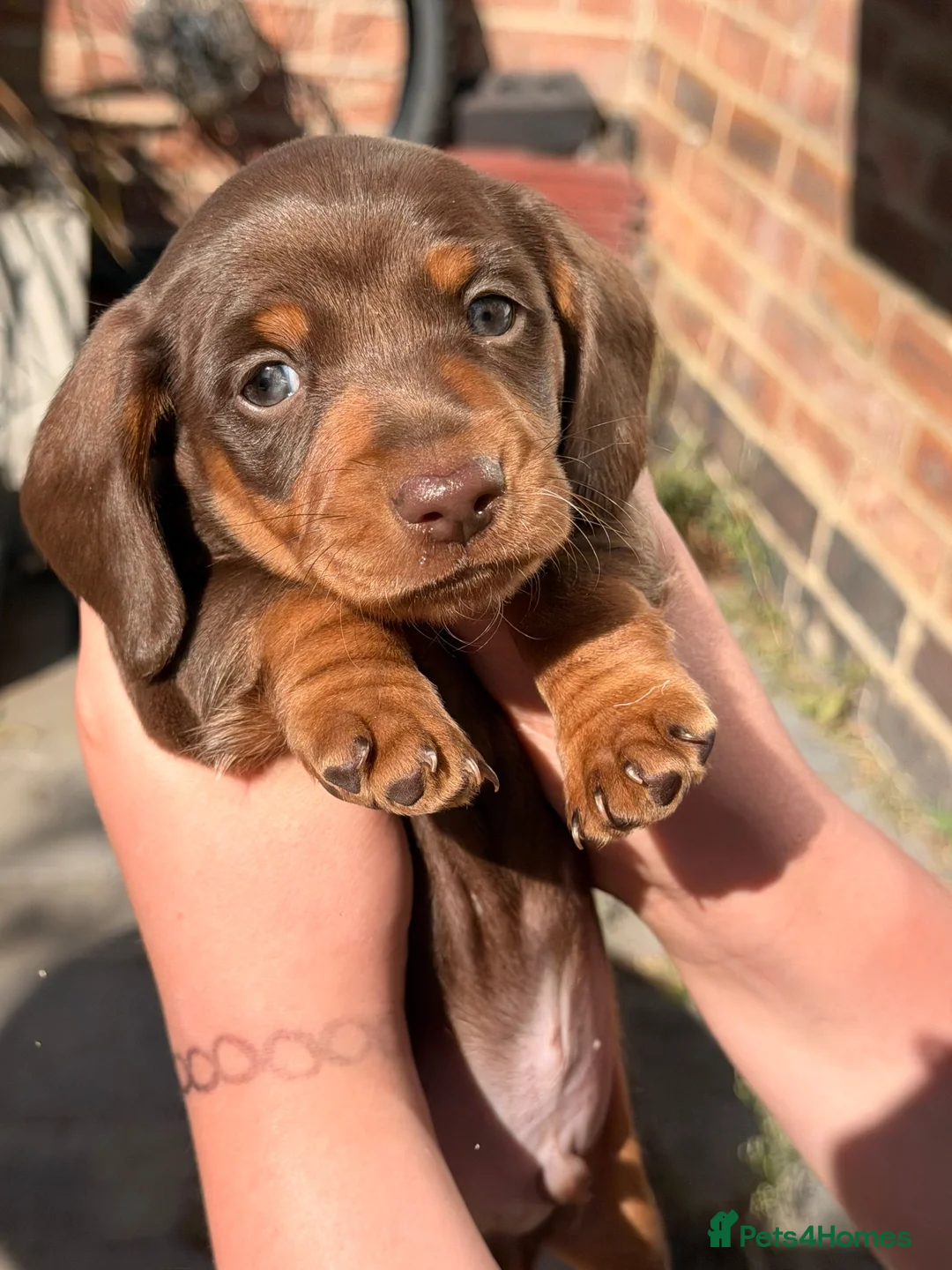 Dachshund dogs for sale: miniature dachshund boy chocolate and tan  - Advert 2