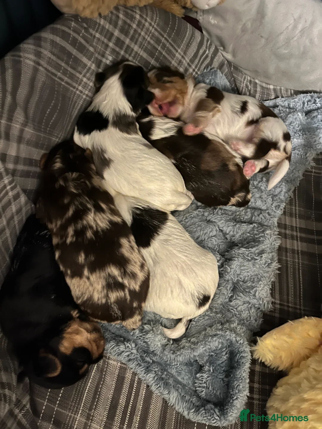 Yorkshire Terrier dogs for sale: READY NOW..PEDIGREE YORKSHIRE TERRIER FOR SALE - Advert 17