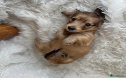 Dachshund dogs for sale: Cream (shaded) long haired dachshunds  - Image 11
