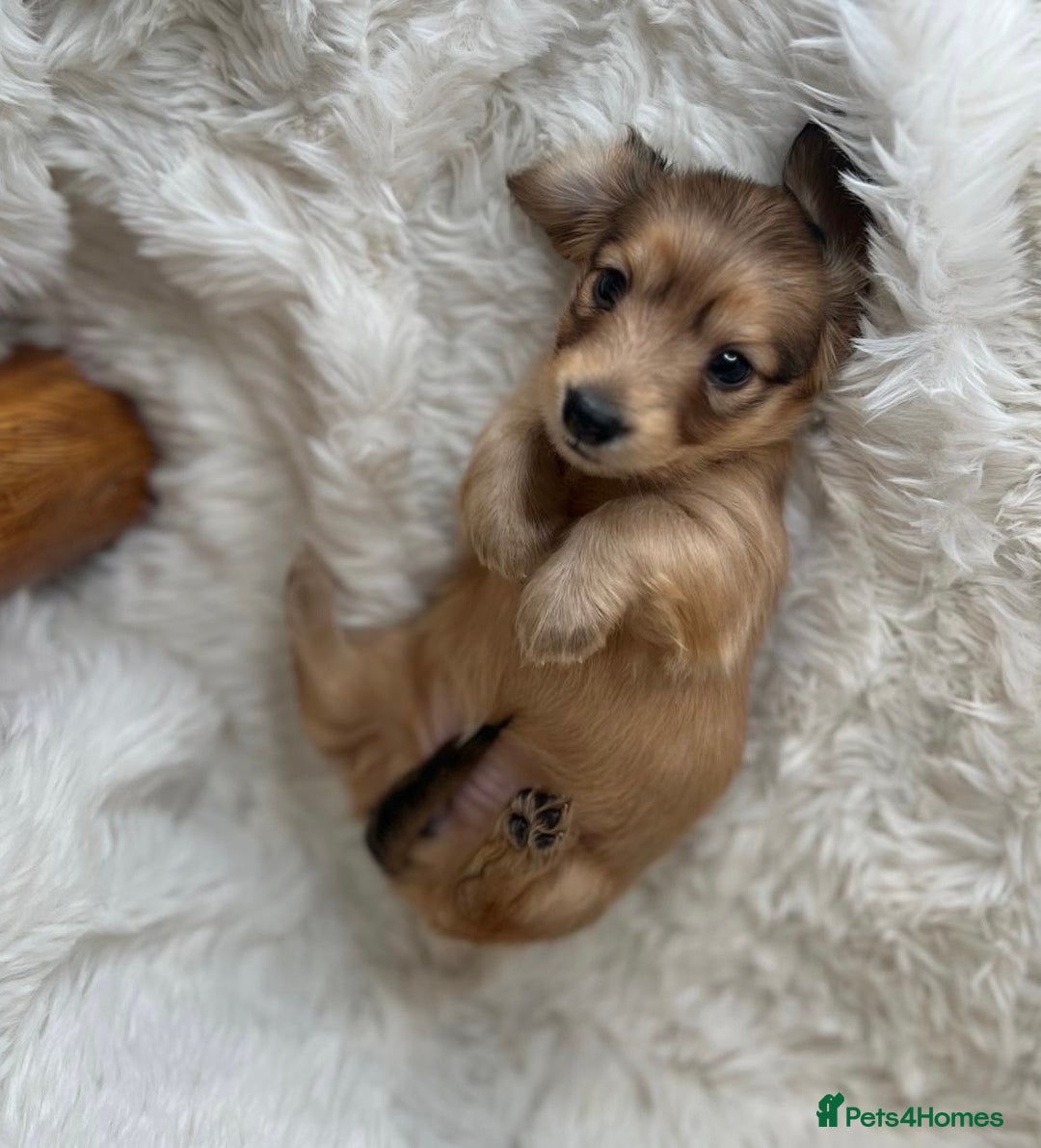Dachshund dogs for sale: Cream (shaded) long haired dachshunds  - Image 11