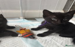 Mixed Breed cats for sale: 4 beautiful kittens - Image 9