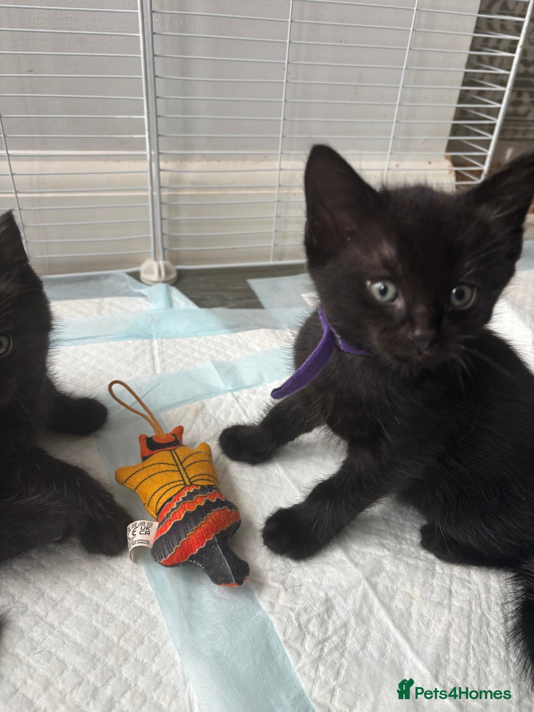 Mixed Breed cats for sale: 4 beautiful kittens - Image 9