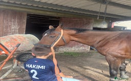 Irish Sports horses for sale: Teens horse / mother / daughter share - Image 20