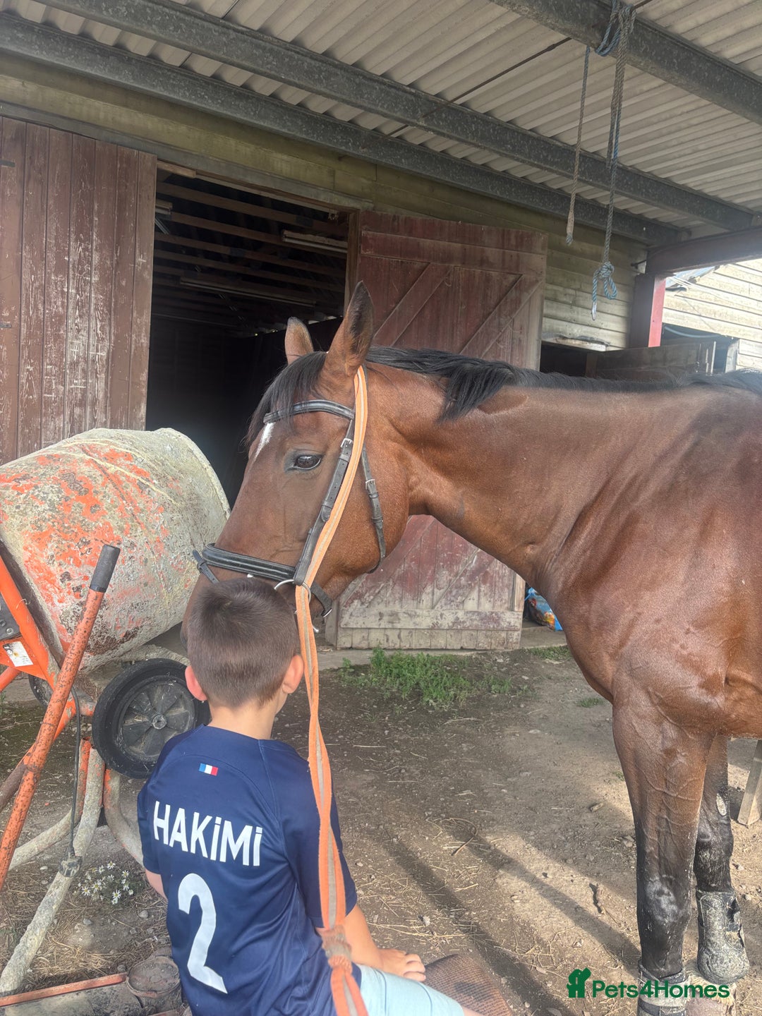 Irish Sports horses for sale: Teens horse / mother / daughter share - Image 20
