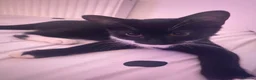 Domestic Shorthair cats for sale: Tuxedo cat (domestic shorthair)🐈‍⬛ - Advert 3