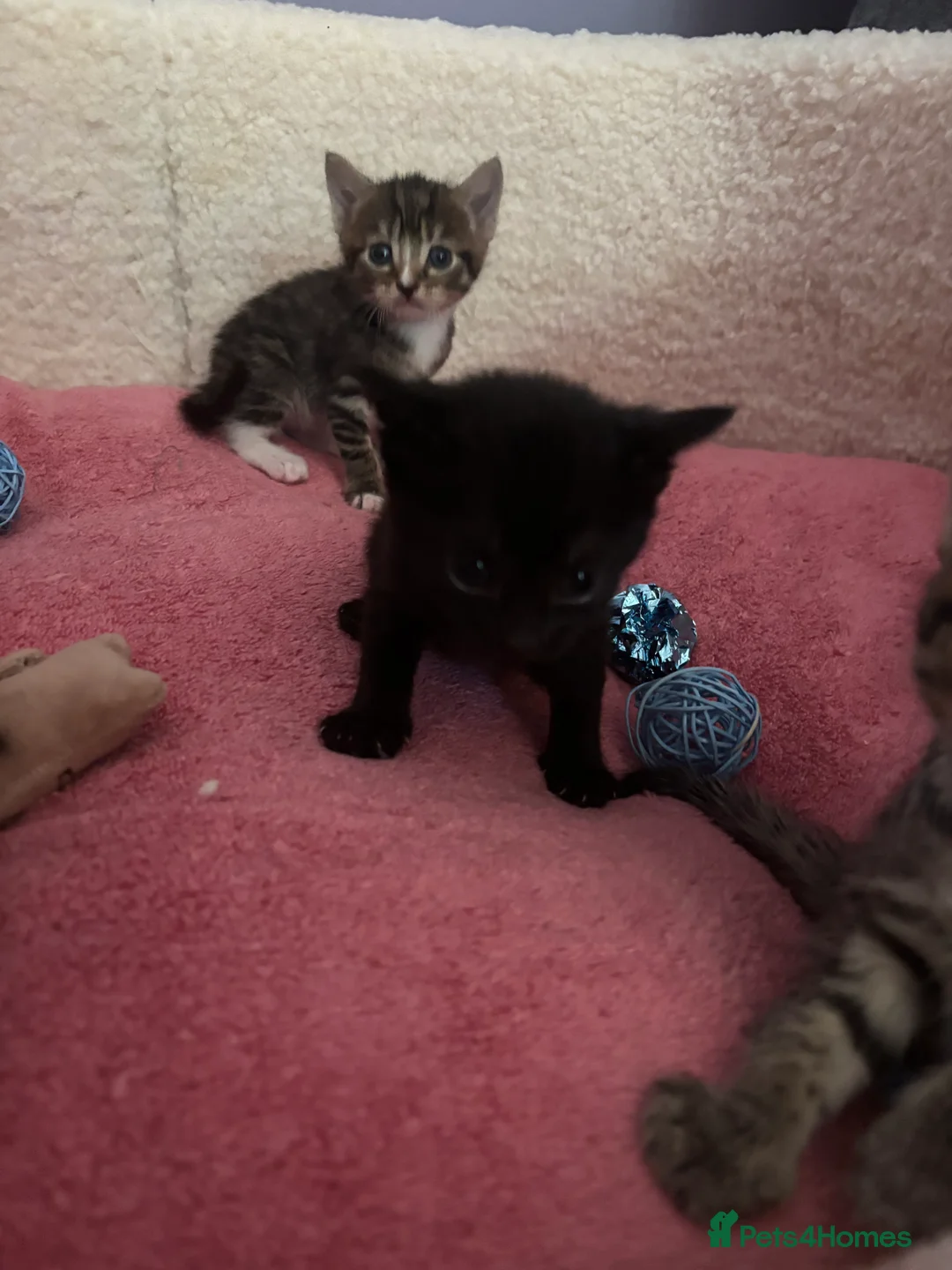 British Shorthair cats for sale: Last tabby boy! - Advert 5