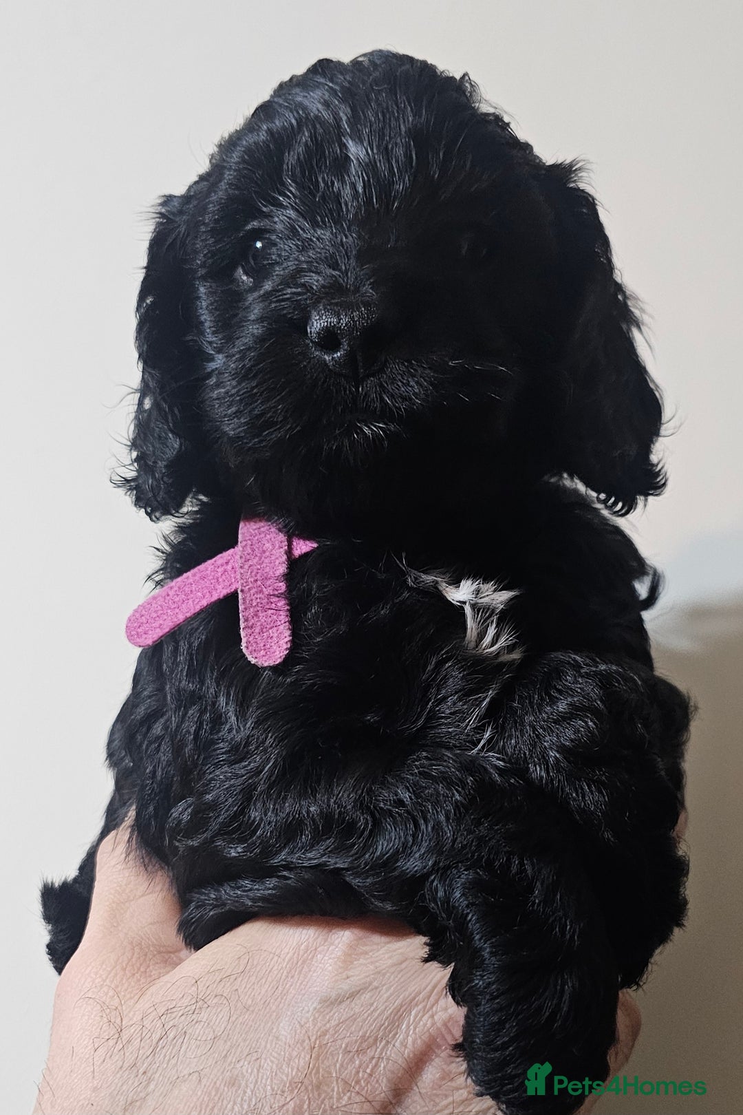 Cockapoo dogs for sale: STUNNING COCKAPOO PUPPIES READY 22nd DECEMBER  - Advert 4