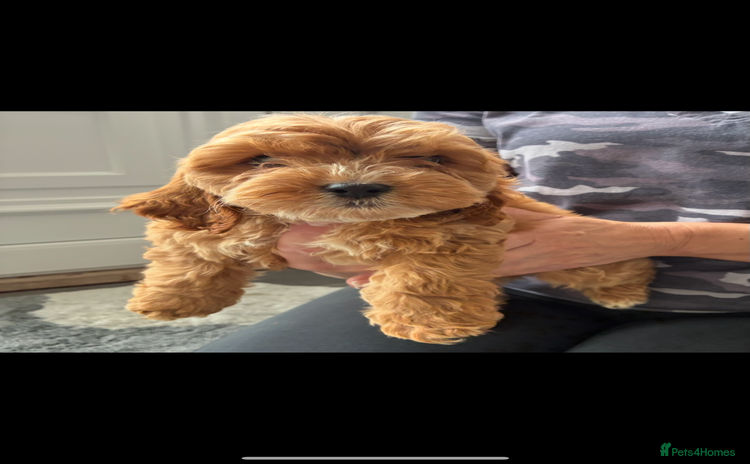 Cockapoo dogs - Advert 14