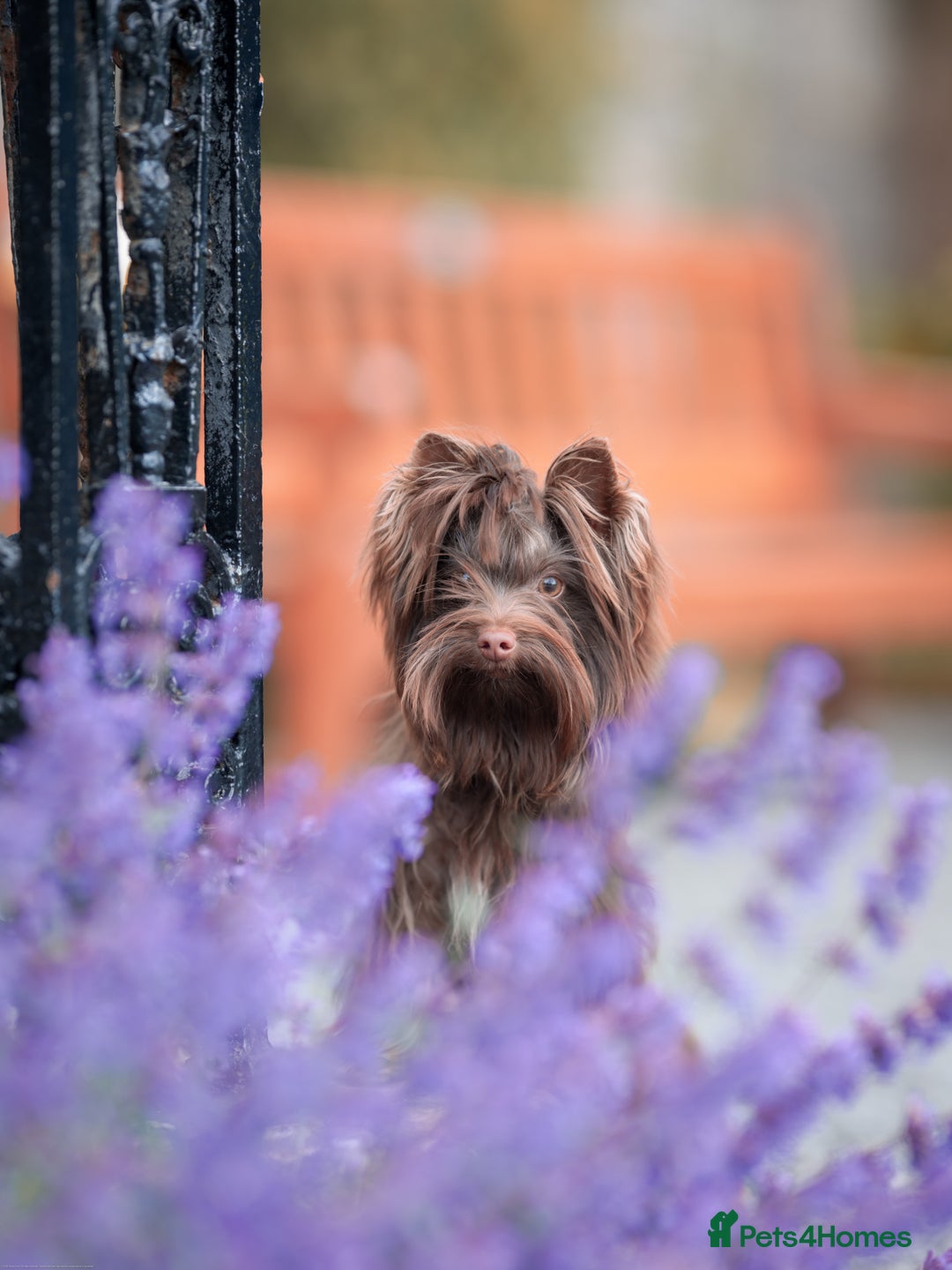 Yorkshire Terrier dogs for sale: Biewer Yorkshire terrier in Glasgow - Image 4