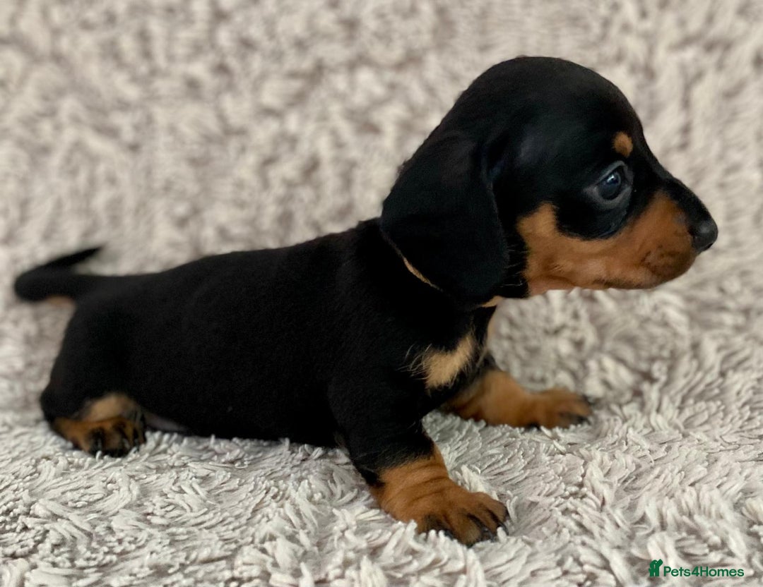Dachshund dogs for sale: Sausage dachshund puppies  - Image 3