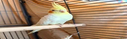 Cockatiels birds for sale: Cockatiel with full setup – loving home  in London - Advert 3