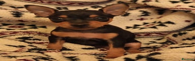 Miniature Pinscher Puppy 4