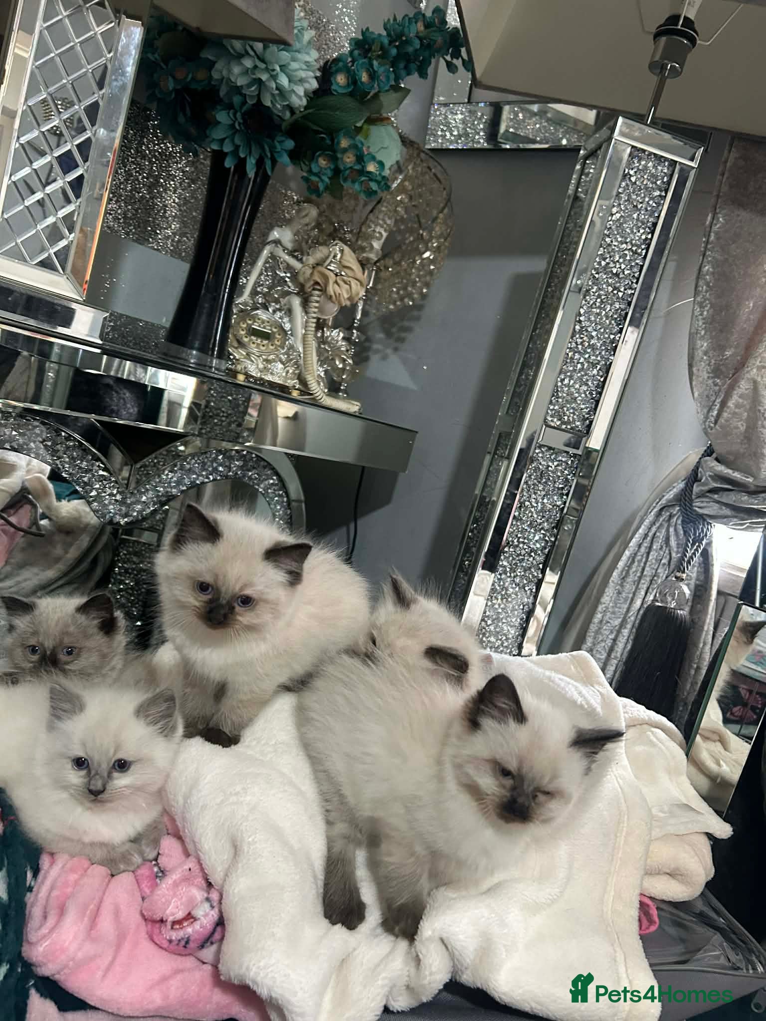 Ragdoll cats Ragdoll kittens - Advert 1