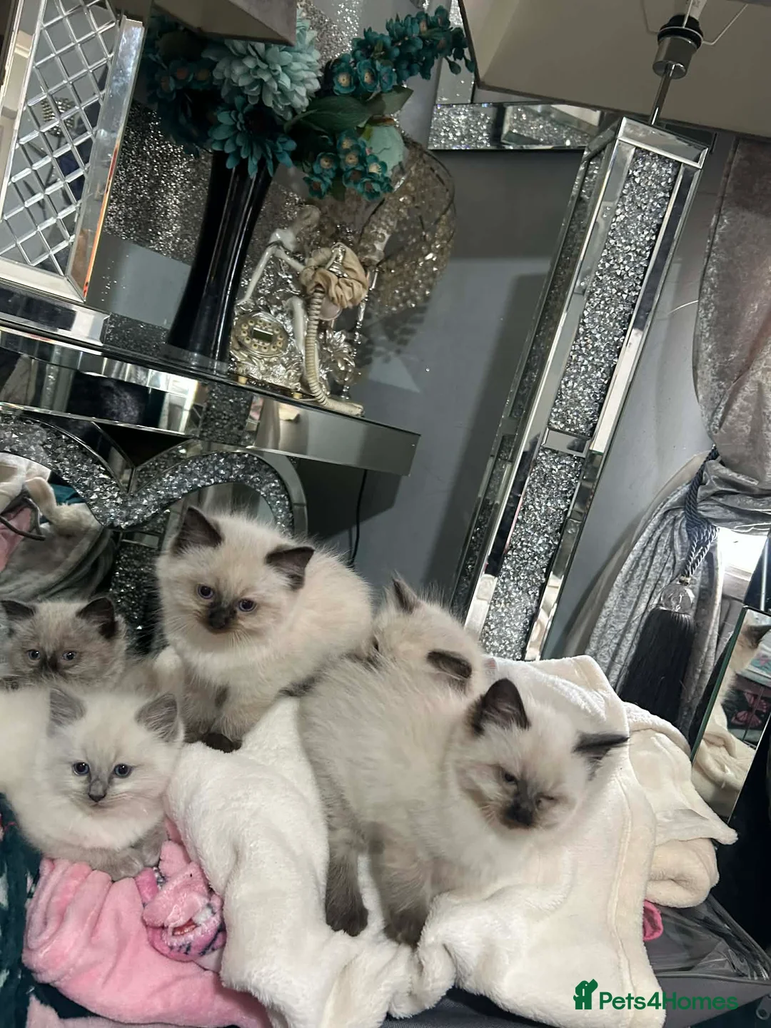 Ragdoll cats for sale: Ragdoll kittens - Advert 1