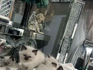 Ragdoll cats Ragdoll kittens - Advert 1