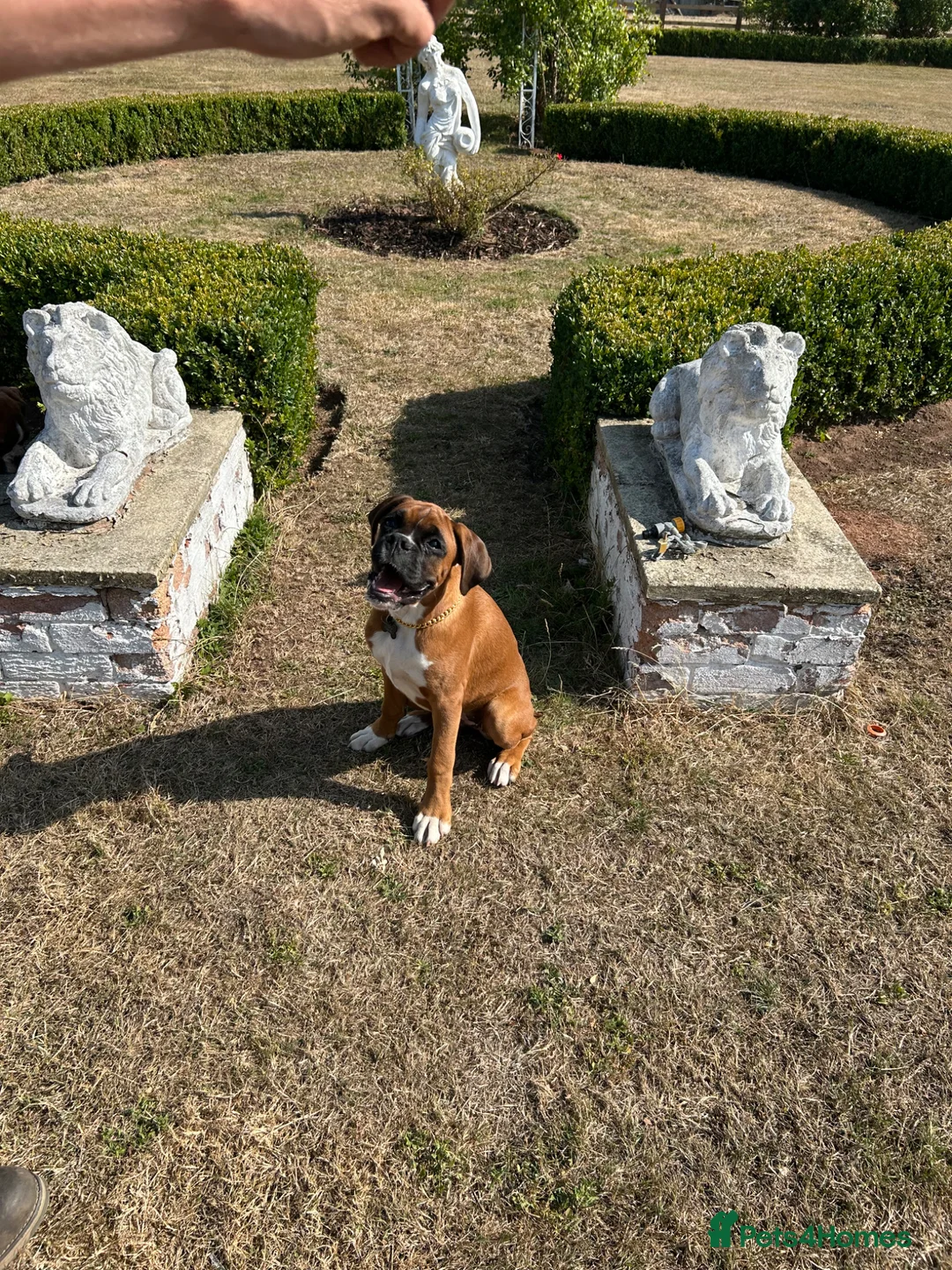 Boxer dogs for sale: KC reg Boxers females - Advert 3