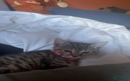 Bengal cats for sale: beautiful bengal kitten  - Image 14