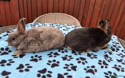 Netherland Dwarf rabbits for sale: 2 male bucks ready for forever homes - Image 3