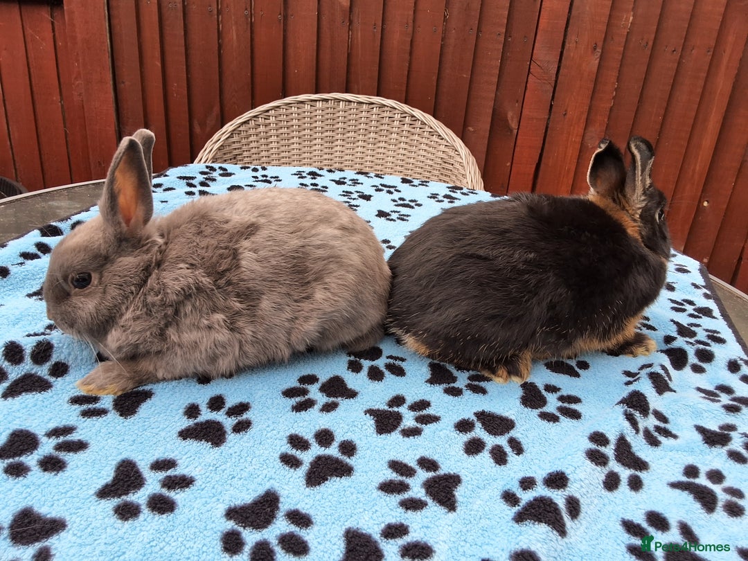 Netherland Dwarf rabbits for sale: 2 male bucks ready for forever homes - Image 3