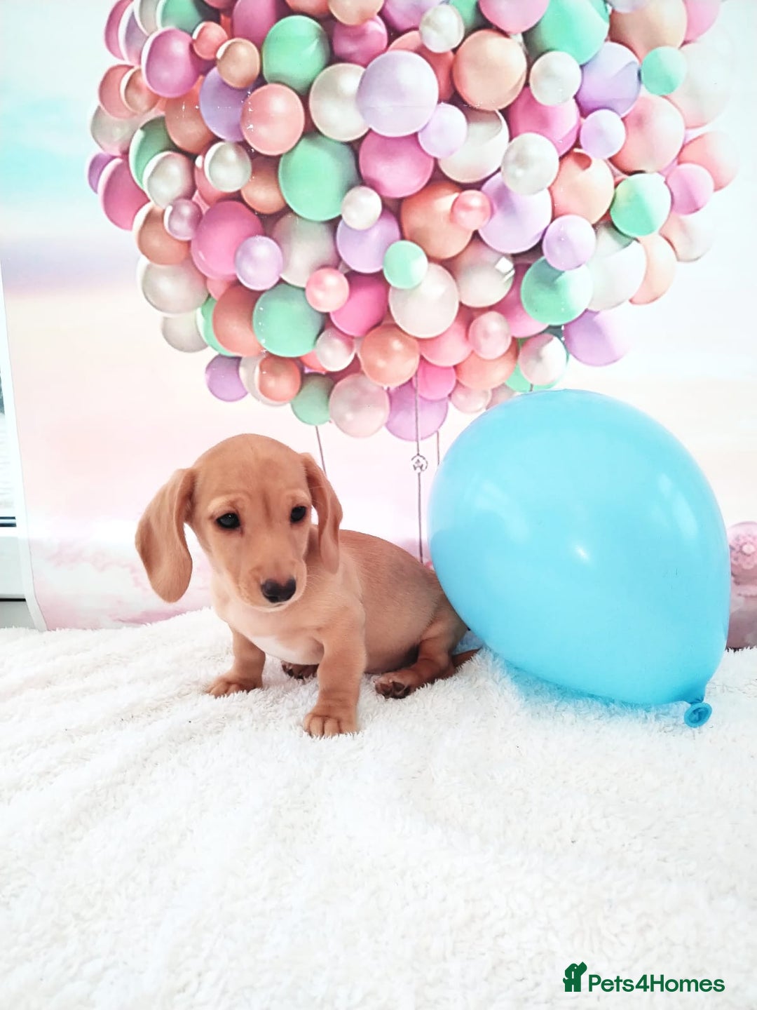 Miniature Dachshund dogs for sale: MINI CREAM DACHSHUND💥READY TO GO💥PRA CLEAR - Image 12
