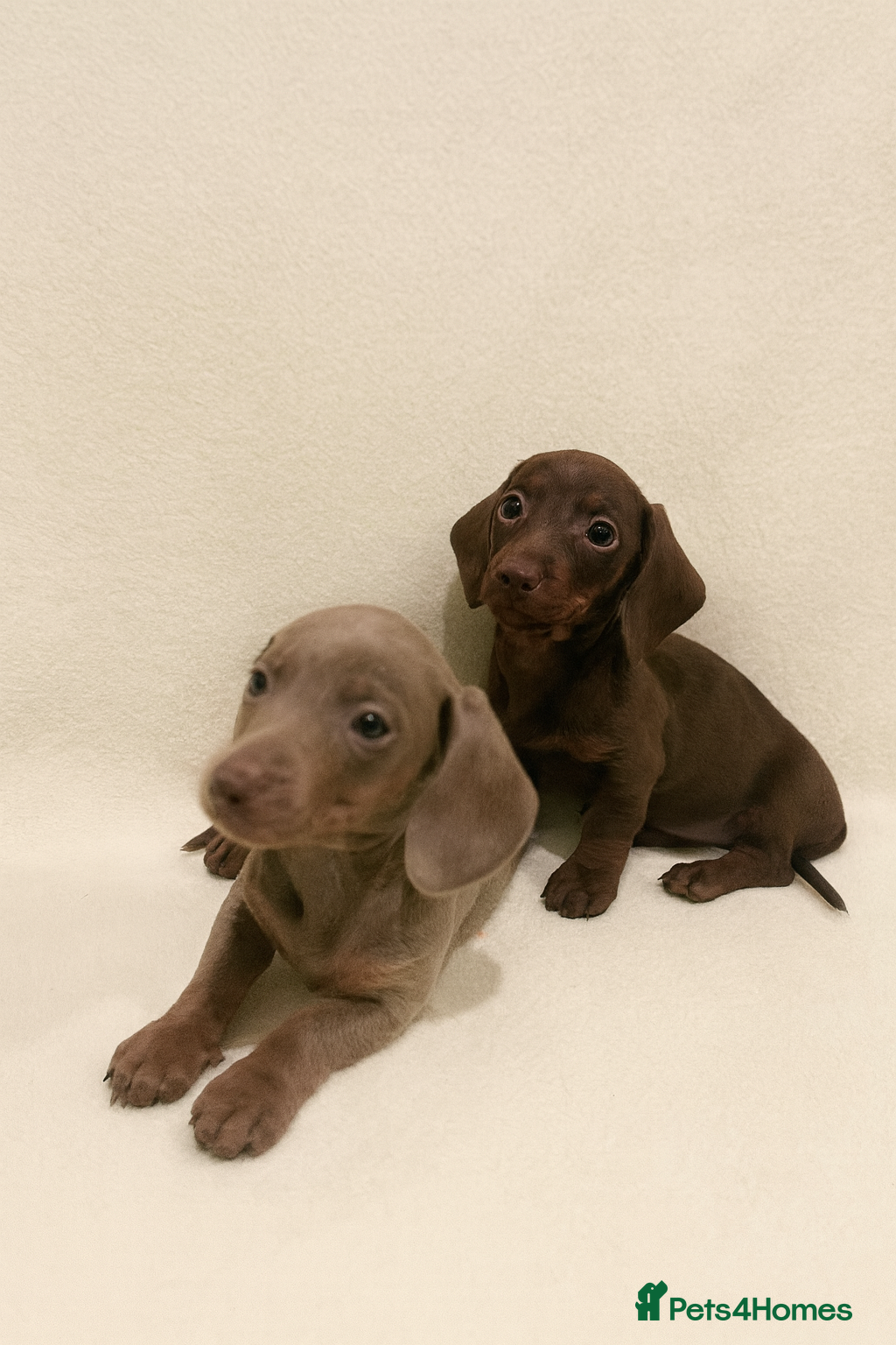 Miniature Dachshund dogs Miniature dachshunds ready to go  - Advert 8