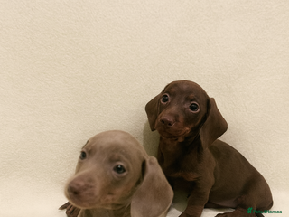 Miniature Dachshund dogs Miniature dachshunds ready to go - Advert 14